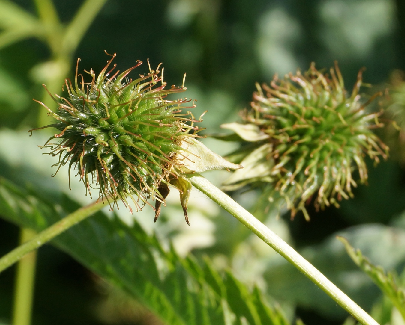 Image of Geum urbanum specimen.