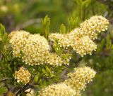 Spiraea crenata. Верхушка веточки с соцветиями. Кыргызстан, Нарынская обл., левый берег р. Нарын, долина руч. Бурган-Суу. 05.06.2015.
