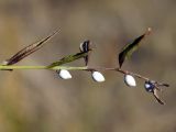 Lithospermum officinale