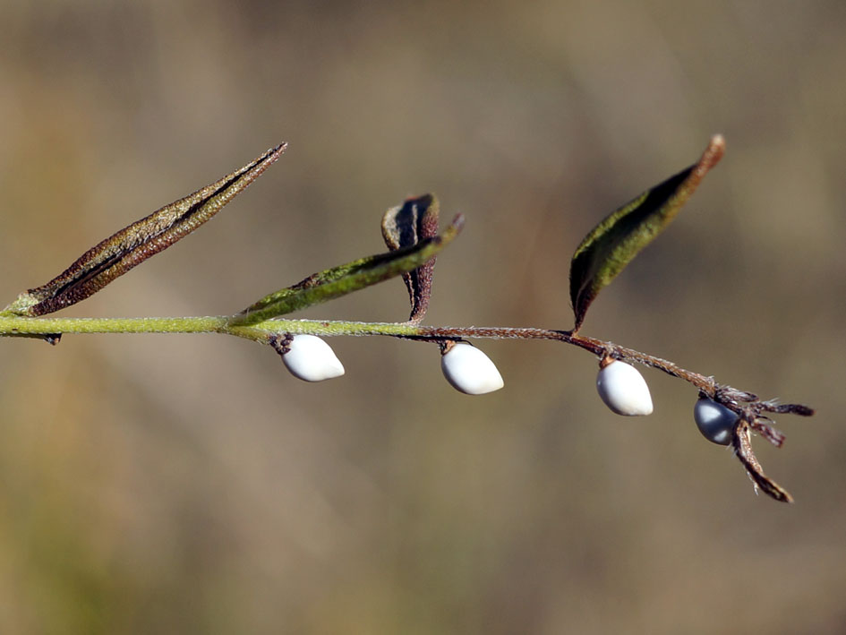 Image of Lithospermum officinale specimen.