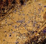 Eryngium creticum