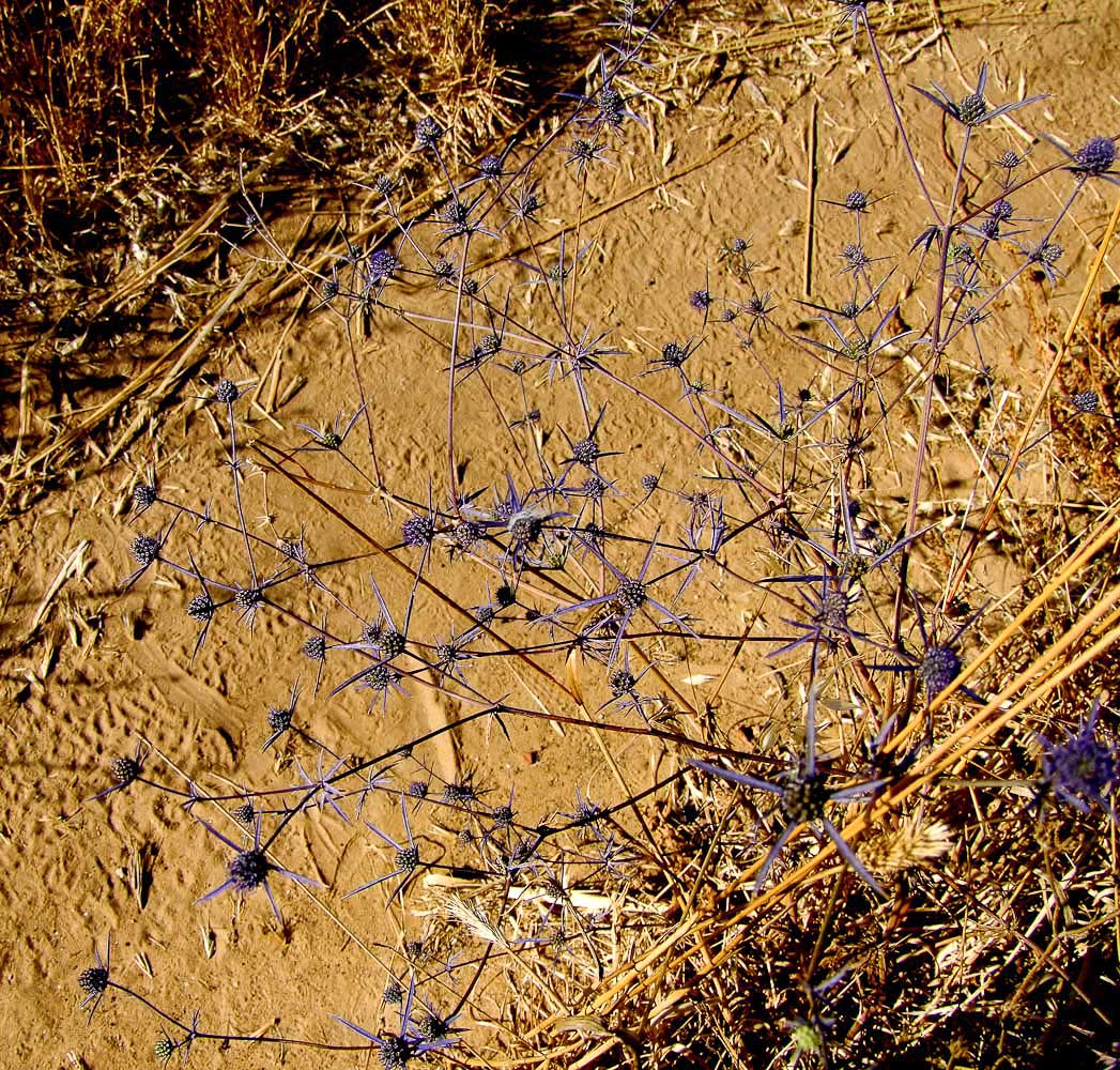 Image of Eryngium creticum specimen.