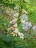 Digitalis ciliata