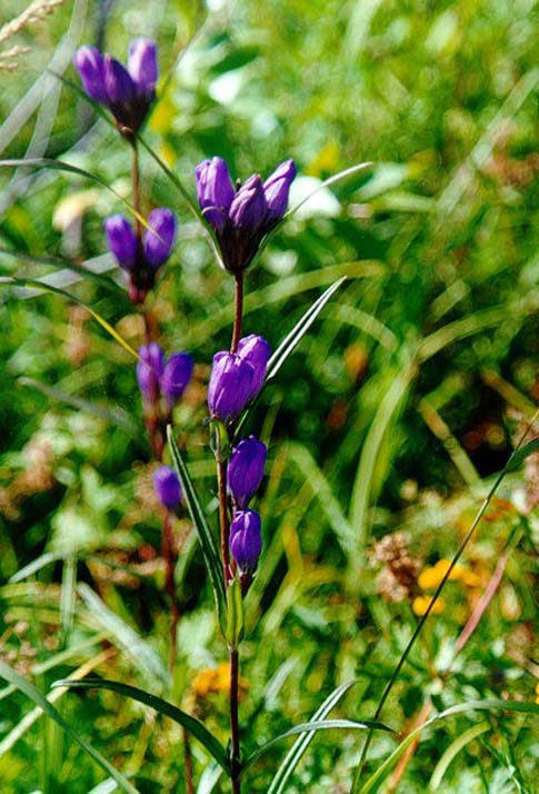 Image of Gentiana triflora specimen.