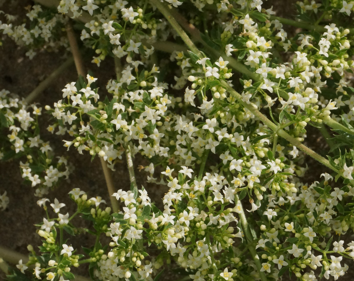 Изображение особи Galium humifusum.