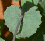 Senecio flavus