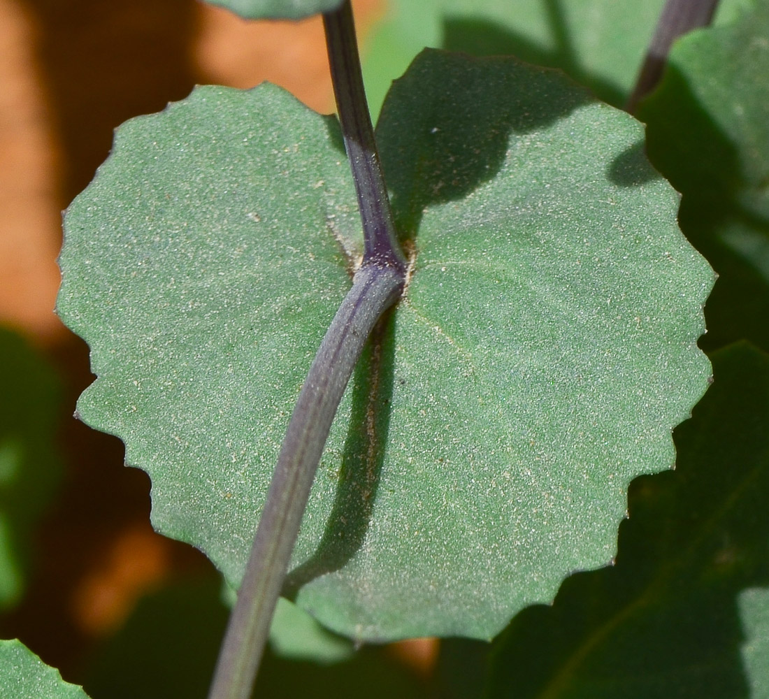 Изображение особи Senecio flavus.