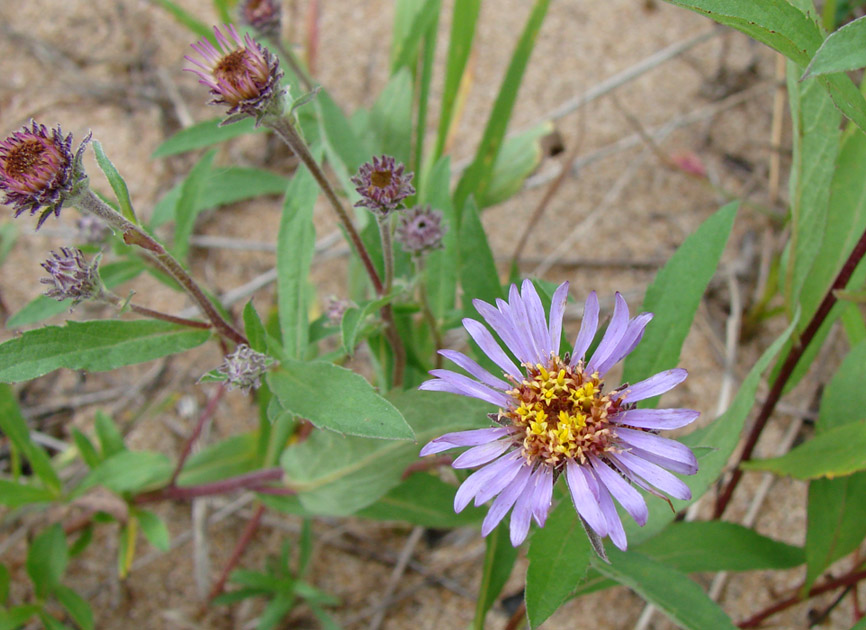 Изображение особи Aster sibiricus.
