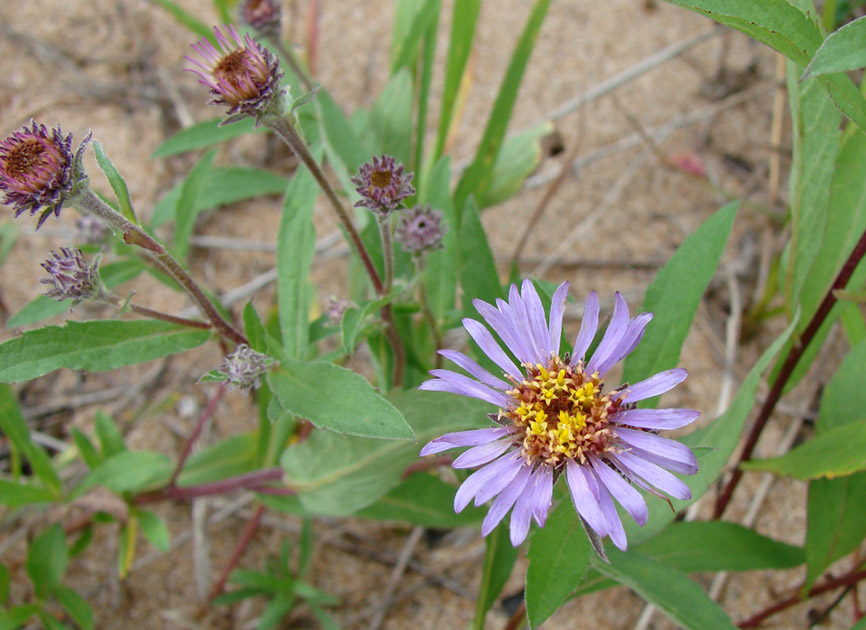 Image of Aster sibiricus specimen.