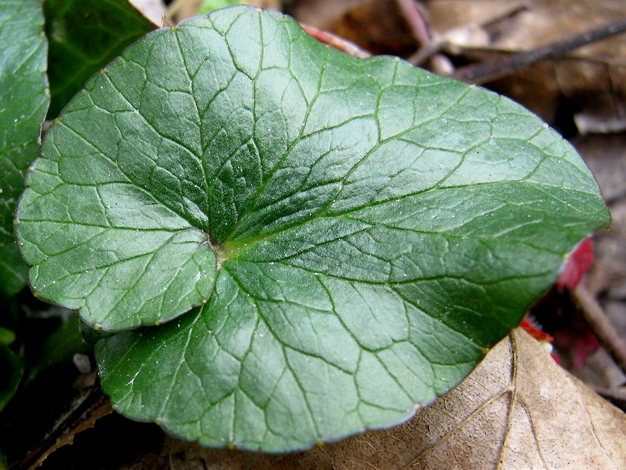 Image of Ficaria calthifolia specimen.