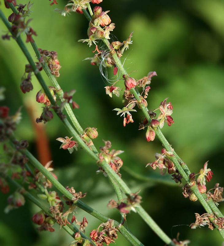 Image of Rumex acetosella specimen.