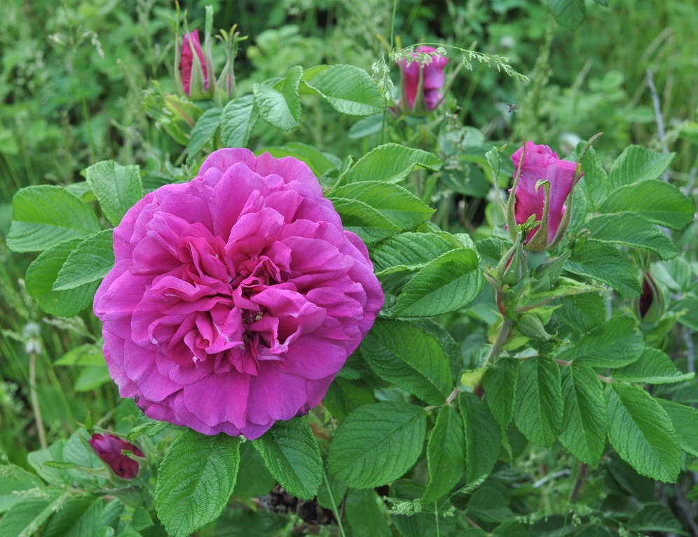 Image of Rosa rugosa specimen.