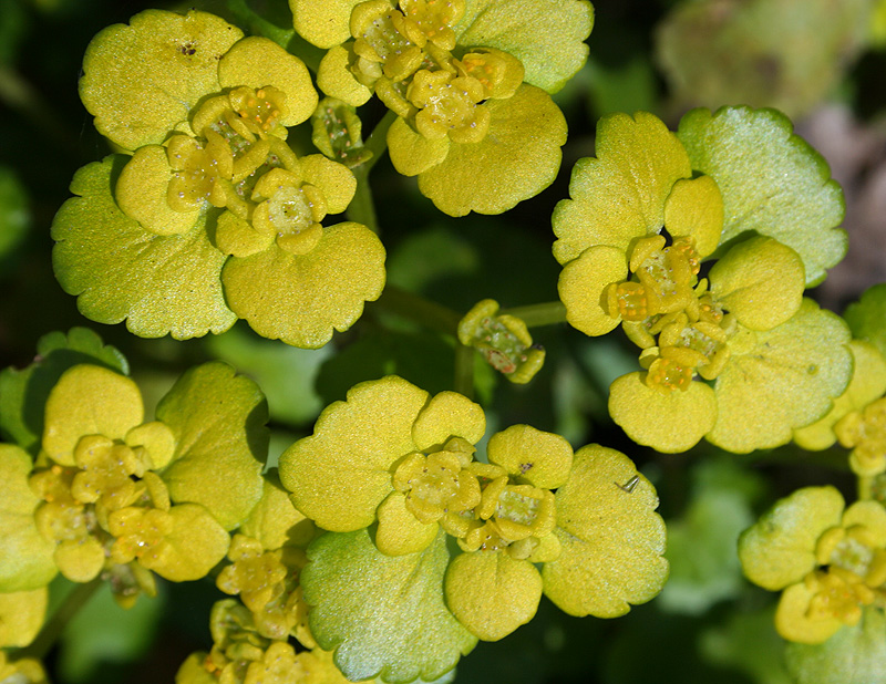 Image of Chrysosplenium alternifolium specimen.