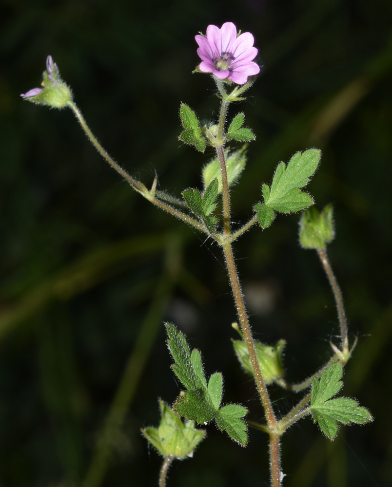 Изображение особи Geranium divaricatum.