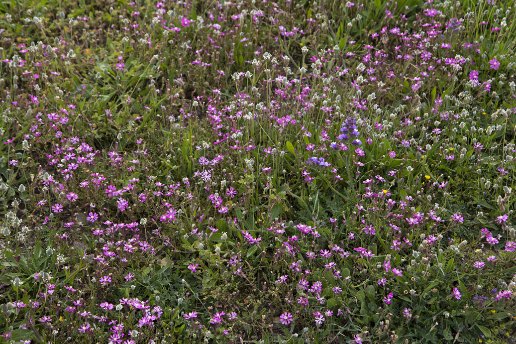 Изображение особи Silene colorata.