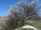 Armeniaca vulgaris