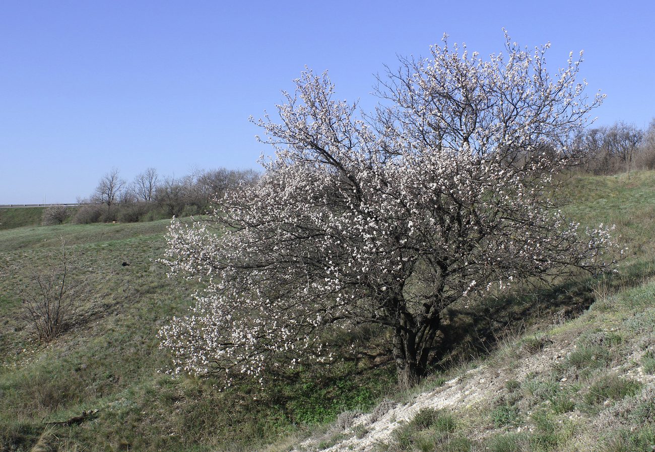 Изображение особи Armeniaca vulgaris.