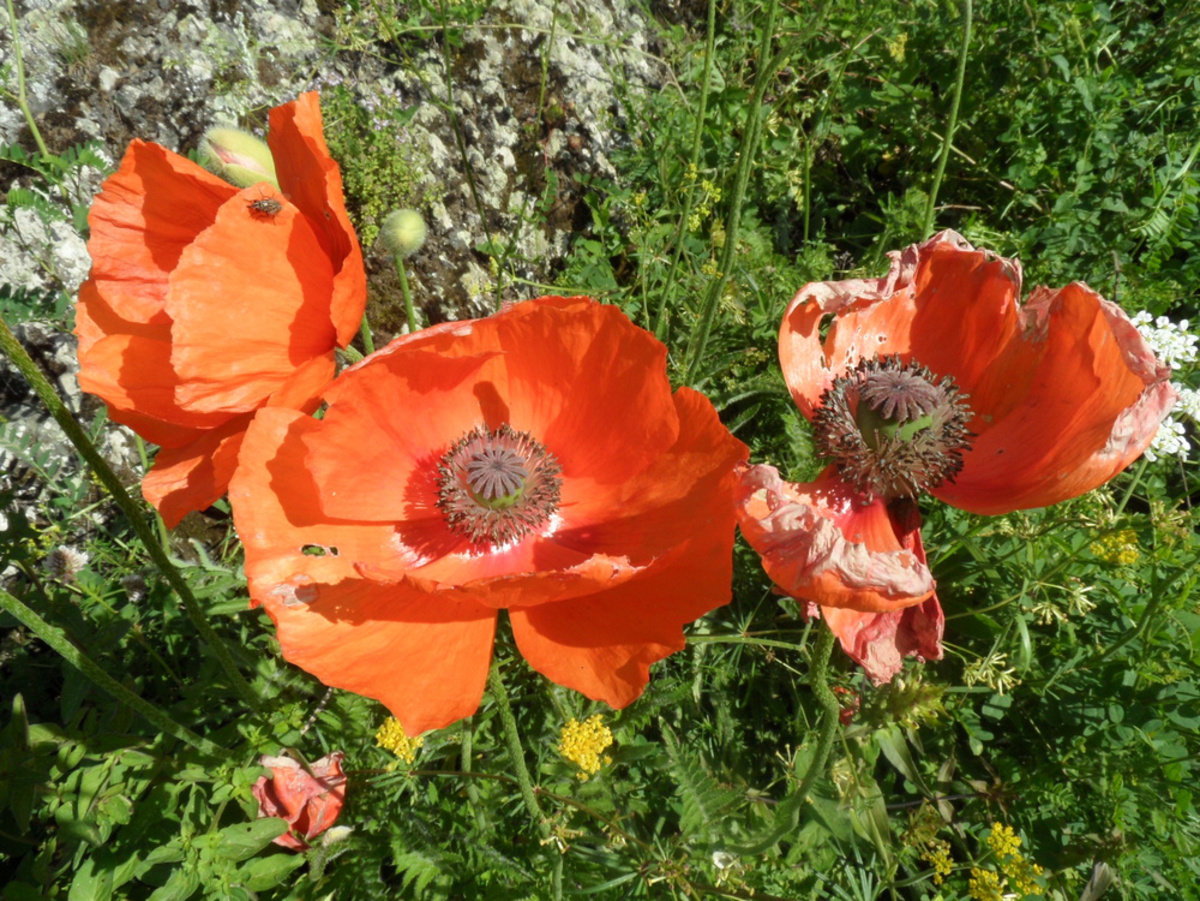 Image of Papaver paucifoliatum specimen.