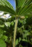 Fragaria campestris