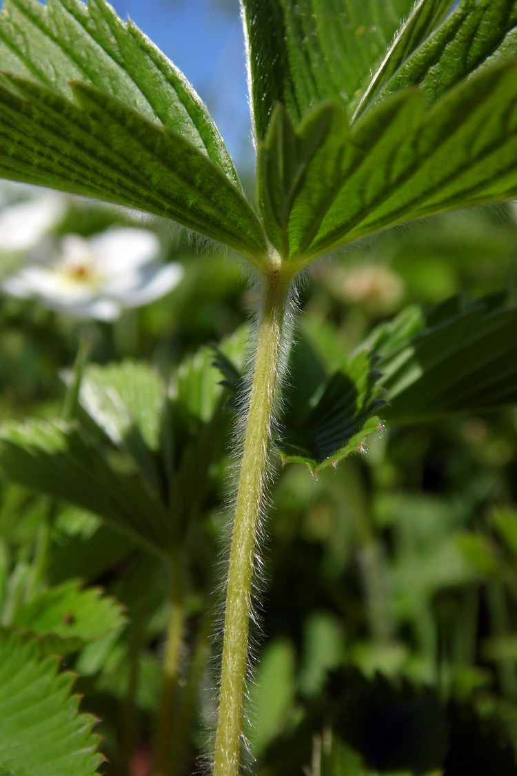 Image of Fragaria campestris specimen.