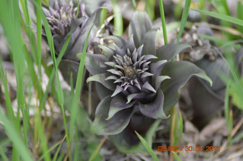 Image of Epipactis condensata specimen.