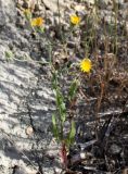 Crepis kotschyana