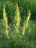 Rumex crispus