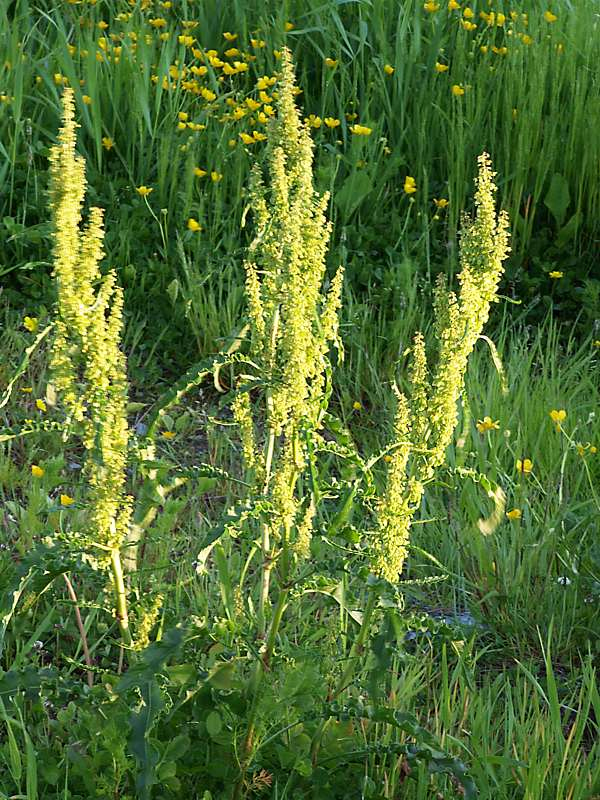 Image of Rumex crispus specimen.