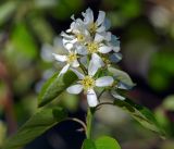 Amelanchier spicata