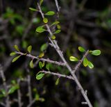 Rhamnus lycioides