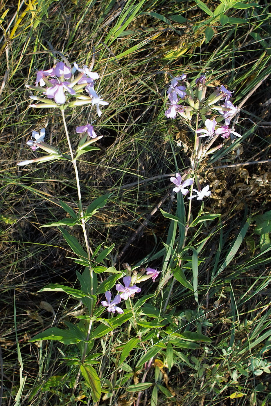 Изображение особи Saponaria officinalis.