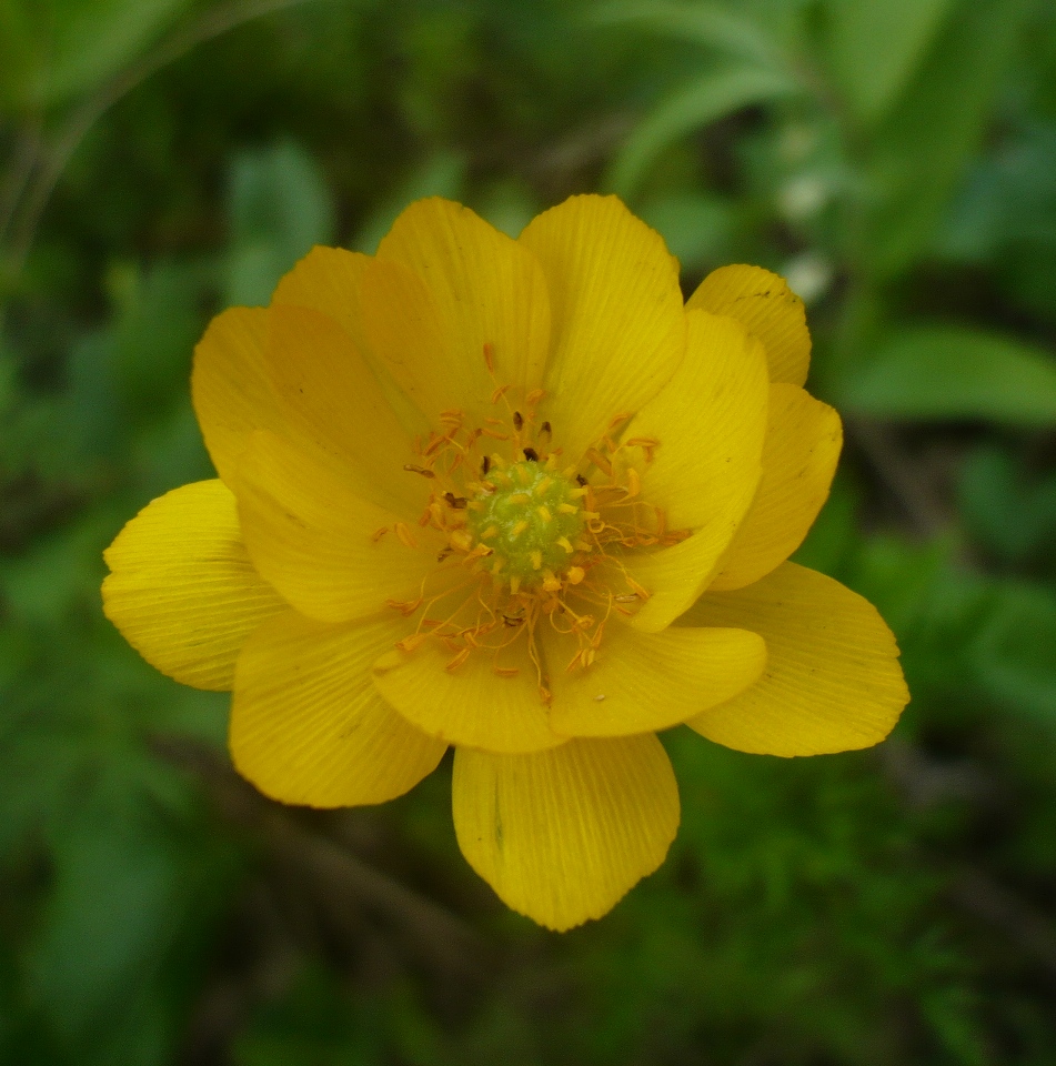 Image of Adonis apennina specimen.