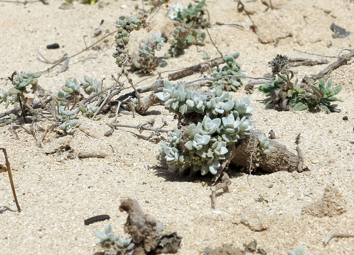 Image of Polycarpaea nivea specimen.