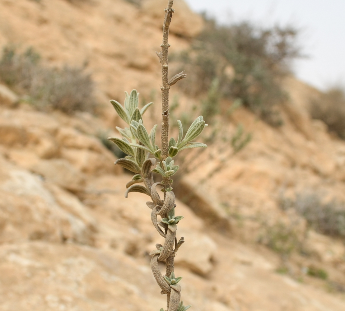 Image of Stachys aegyptiaca specimen.