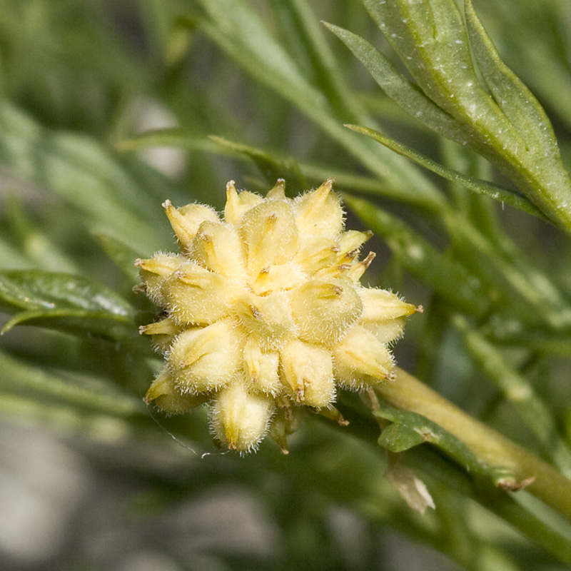 Image of Adonis volgensis specimen.