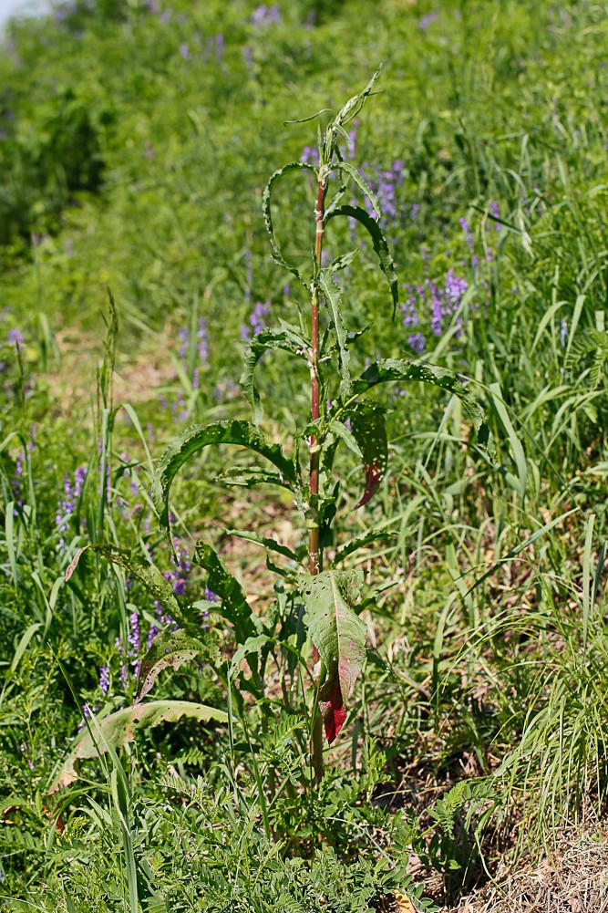 Изображение особи Rumex crispus.