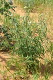 Achillea leptophylla