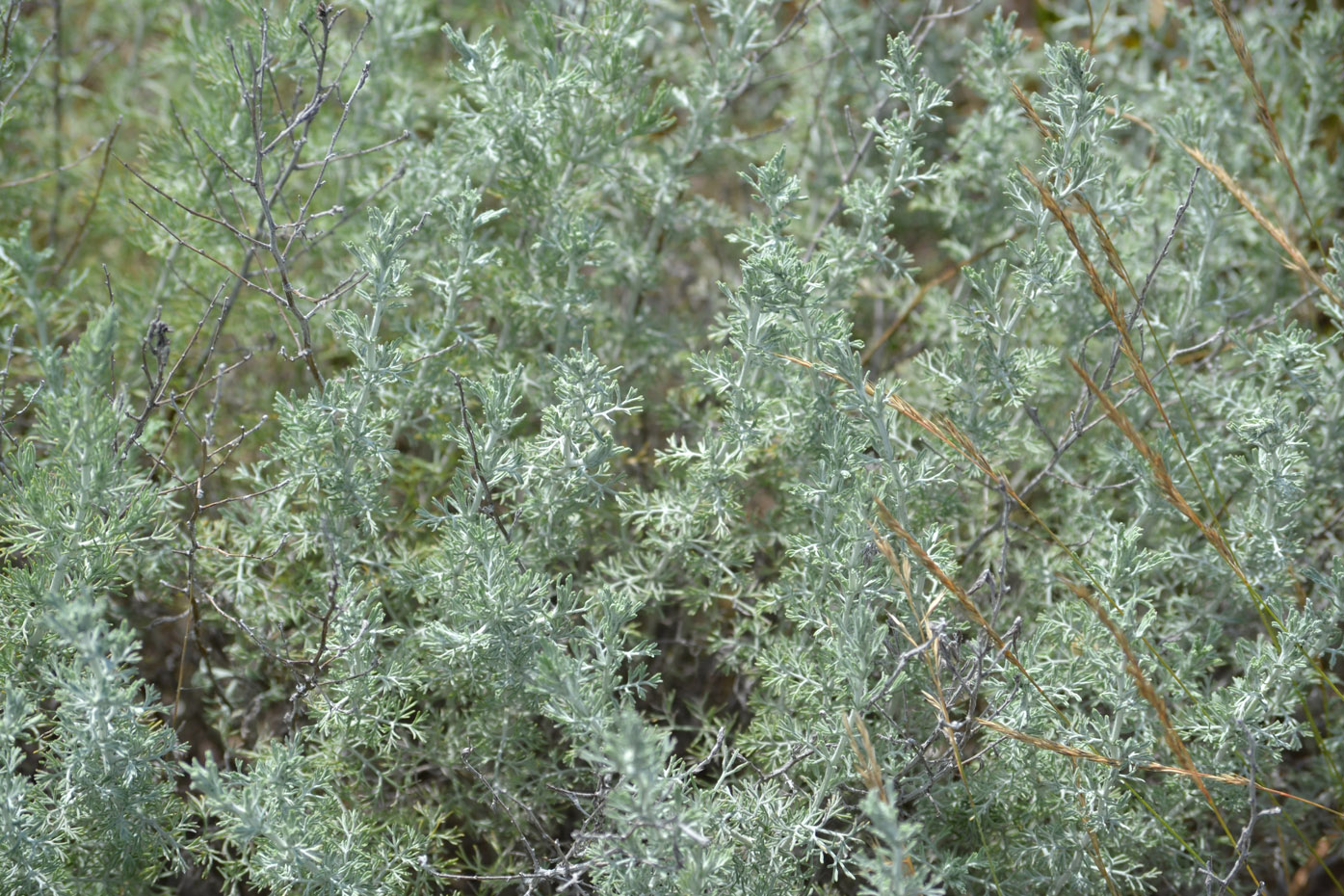 Изображение особи Artemisia taurica.