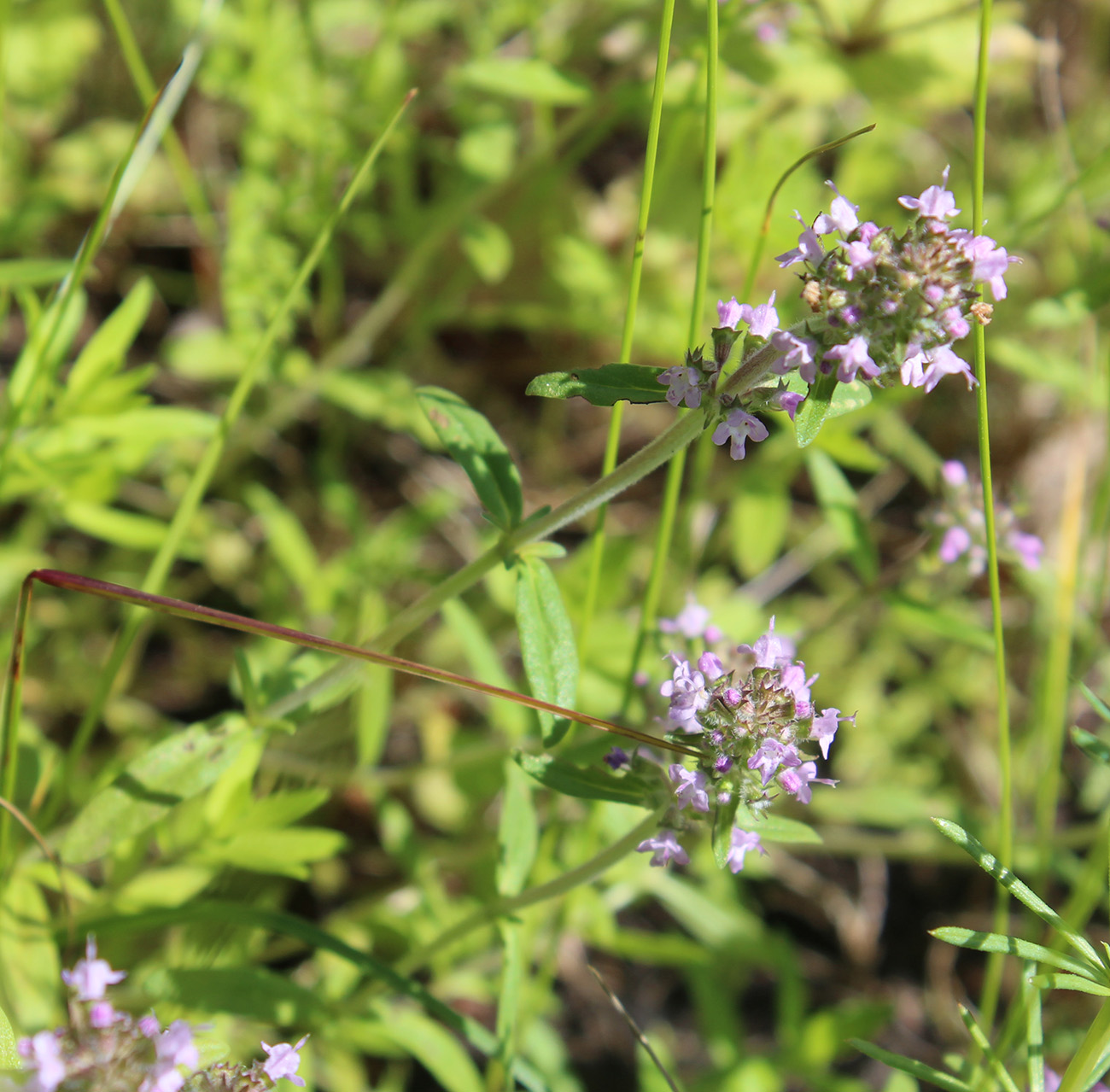 Image of Thymus marschallianus specimen.