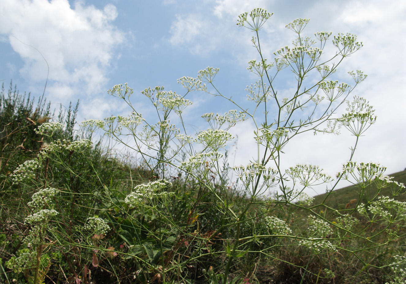 Image of Falcaria vulgaris specimen.