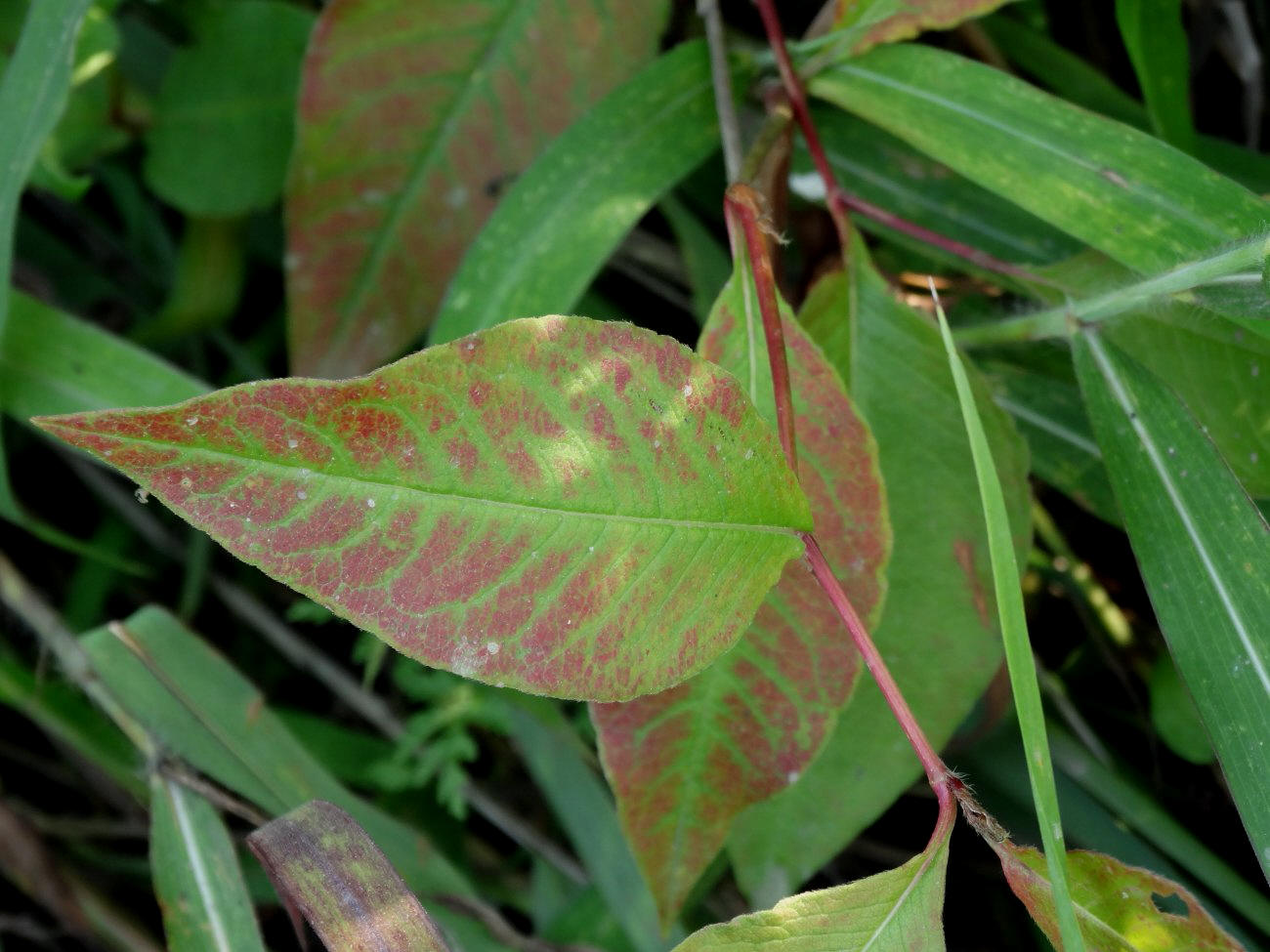 Image of Aconogonon jurii specimen.