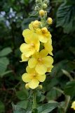 Verbascum phlomoides