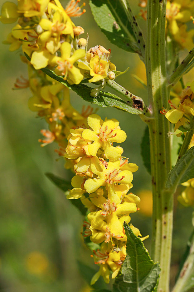 Изображение особи Verbascum lychnitis.