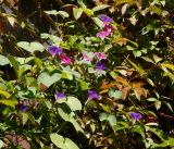 Ipomoea purpurea. Цветки на побегах, развивающихся по стене дома на высоте 6 метров. Московская обл., Раменский р-н, окр. дер. Хрипань, садовый участок. 31.08.2016.
