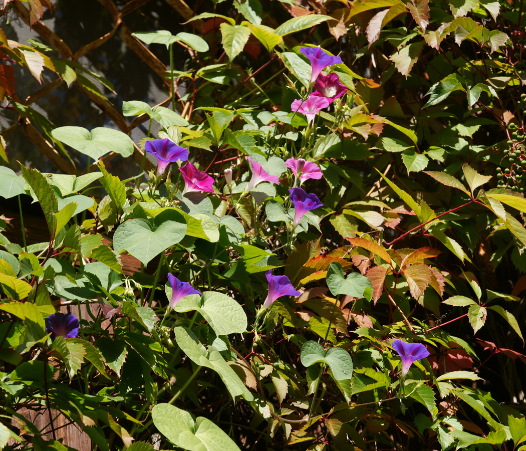 Изображение особи Ipomoea purpurea.