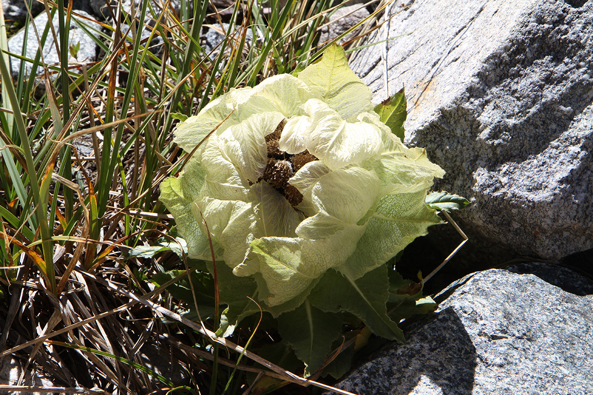 Изображение особи Saussurea involucrata.