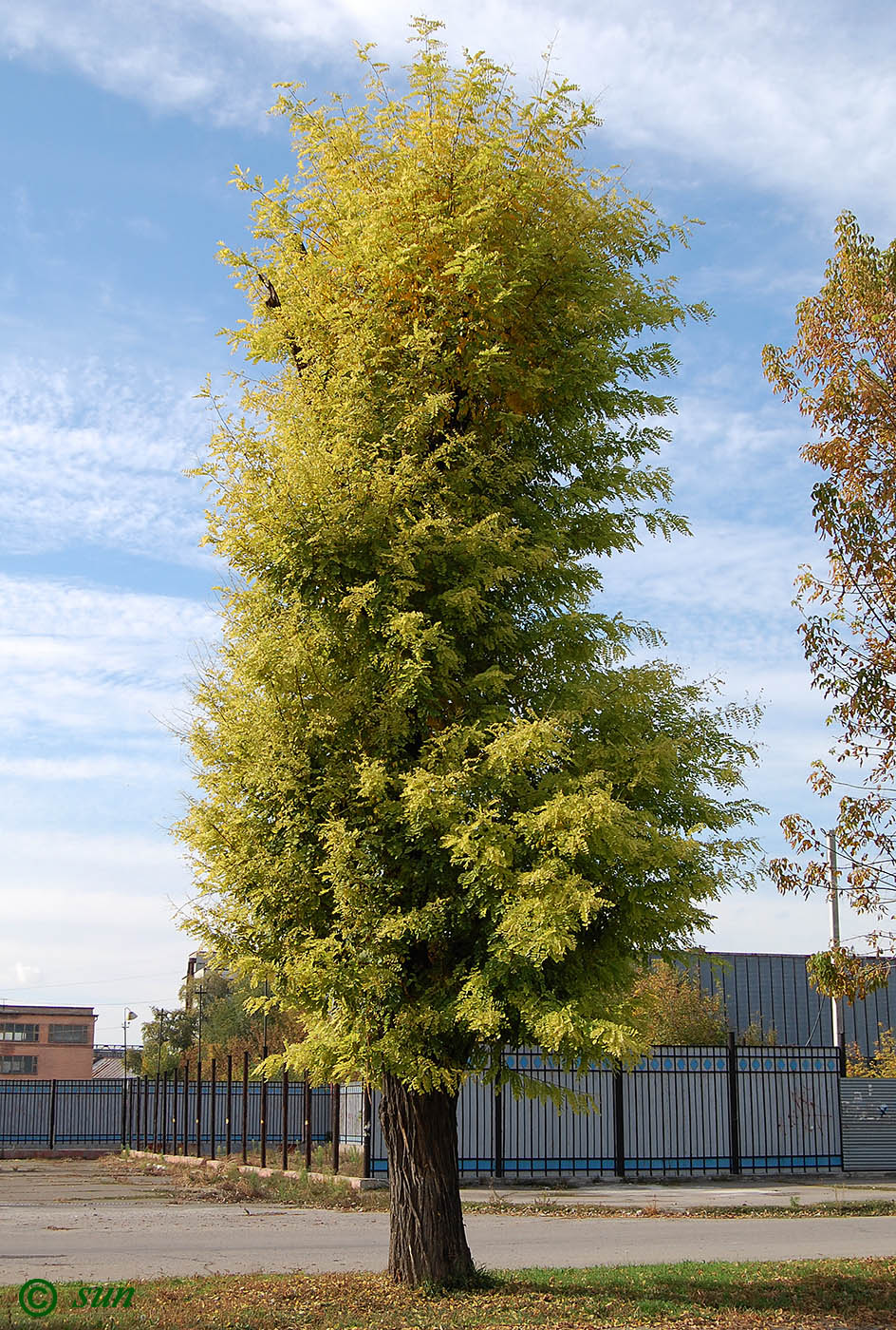 Image of Robinia pseudoacacia specimen.