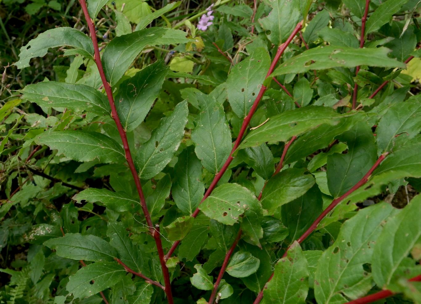 Image of Vaccinium arctostaphylos specimen.