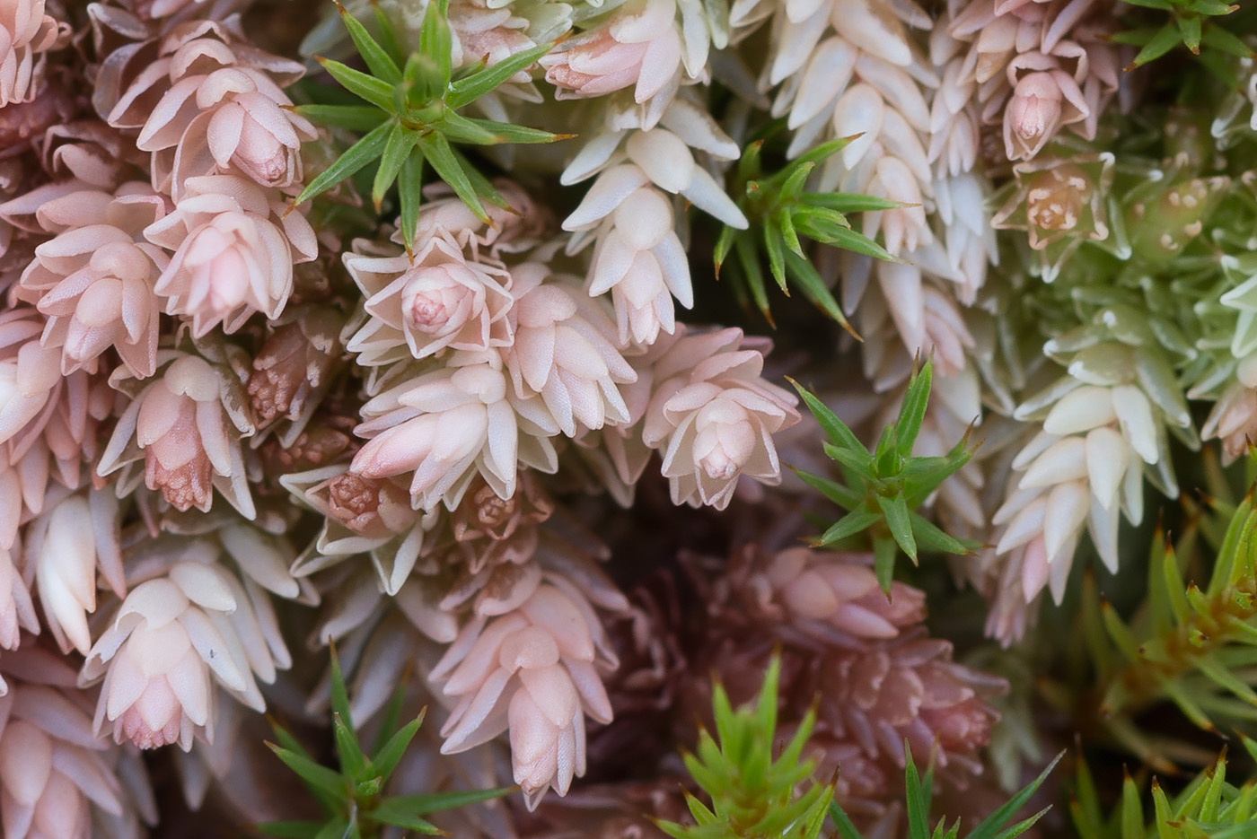 Image of Sphagnum divinum specimen.