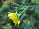 Geum aleppicum